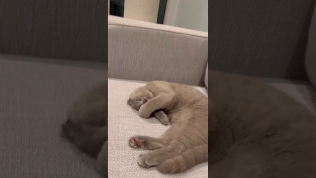 HOW I INTRODUCED A KITTEN TO MY CATS   ?