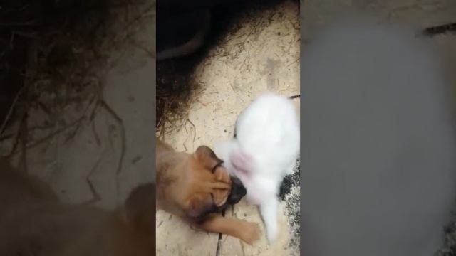 VID_207700110_121303_630.mp4