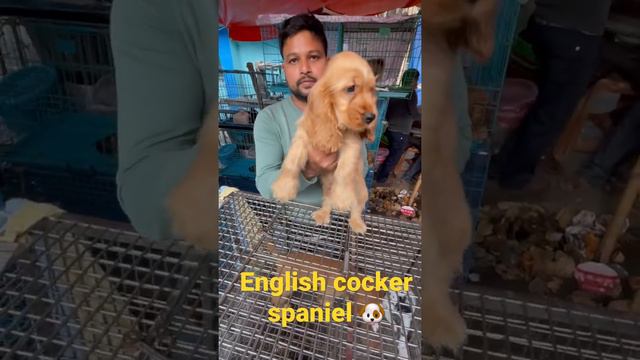 Cute puppy video, English cocker spaniel;galif street ,Kolkata