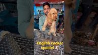Cute puppy video, English cocker spaniel;galif street ,Kolkata