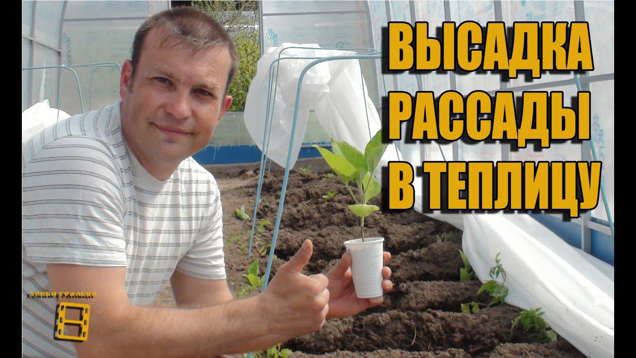 Высадка (посадка) рассады в теплицу. Сад (огород) и теплица.