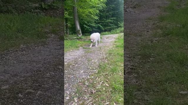 #animal #маремма #time