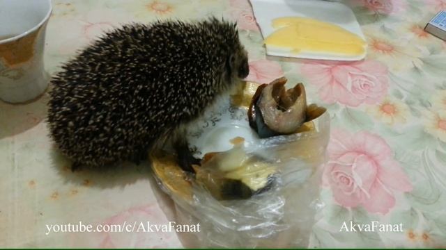 3.10.2015 Ежик ест скумбрию №3