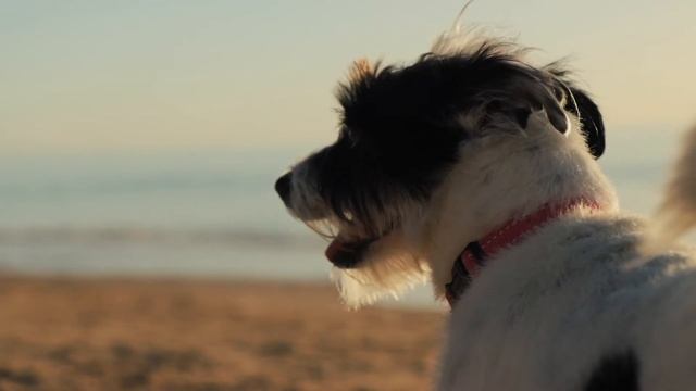 Canon 90D EF-S 17-55mm f2.8 Video Raphy At The Beach