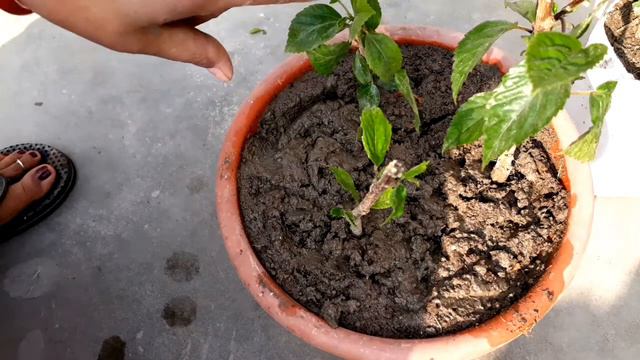 Amazing Flowering plants | Firecracker plant Care | powerful Fertilizer | Hibiscus plant|Motu patlu