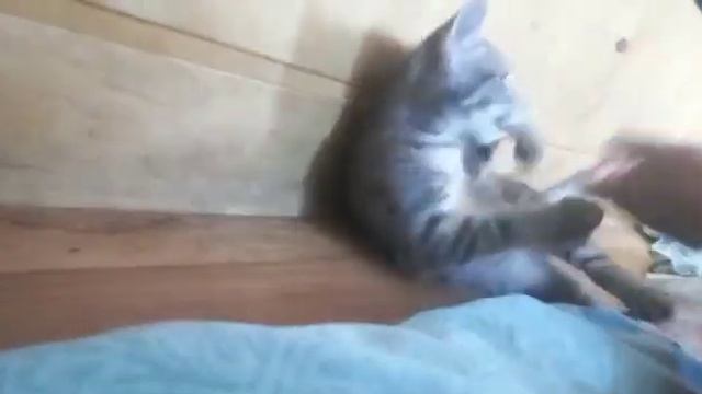 это мой кот демон больно кусается ☹😊зато милый