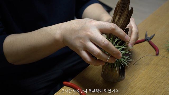 행잉식물 언박싱 플랜테리어 아파트정원 마끈 마크라메 월행잉 틸란드시아 이오난사 목부작 만들기