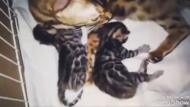 Бенгальские коты