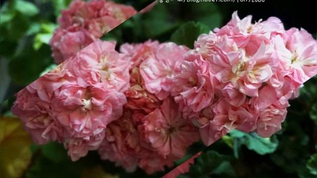 Pelargonium 꽃소개 - 미스로즈 Miss Rose