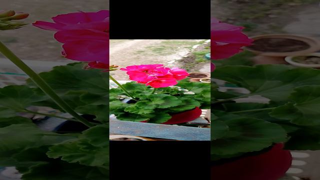 Красивый цветок Герань разных цветов: красная белая розовая Герань цветёт весной и всё лето до осени