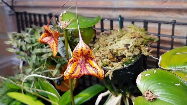 Tiny orchid - Pleurothallis praemosa.  Highland terrarium, nepenthes, orchids and selaginella.
