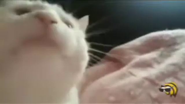 Нюхай нюхай  нюхай бебру бе бе бе бе бе бебру