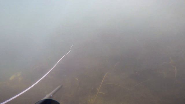 Подводная охота на щуку Калининградская область