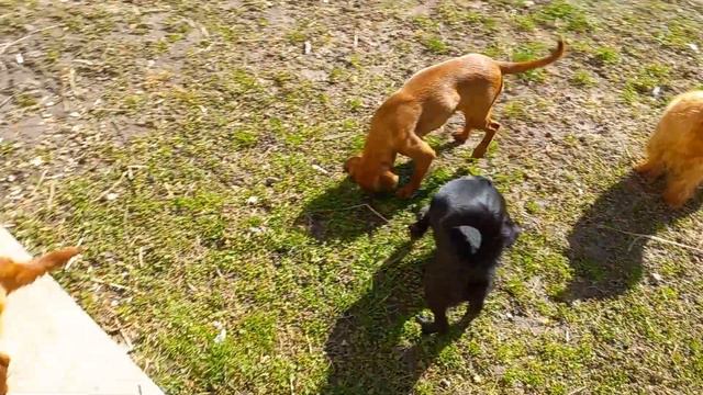 Гриффошки пти брабансоны и брюсселька. Гуляем.