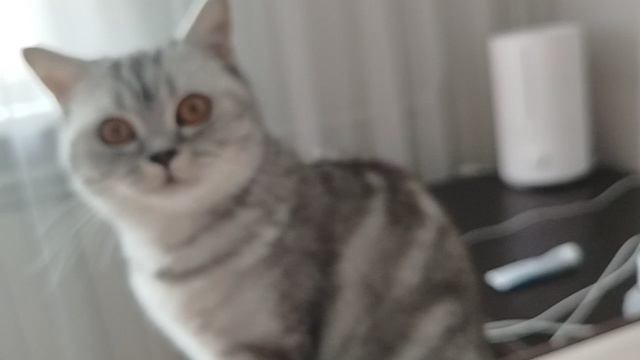 опасная кошк