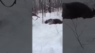 Охота на медведя на берлоги, медведь поймал собаку.