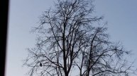 Ворона на дереве голом скучала...