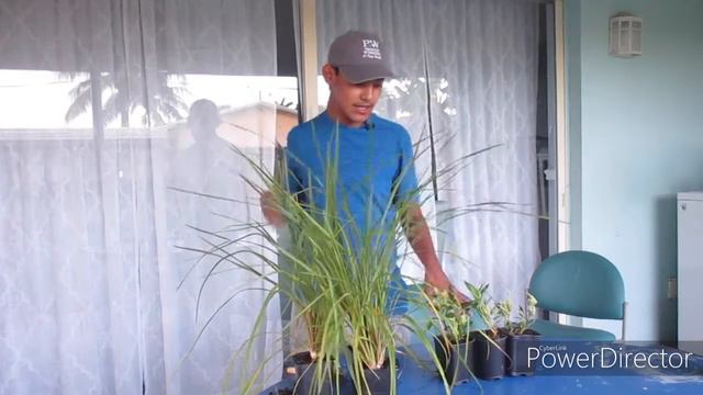 How To Treat Your Clearance Plants!!!