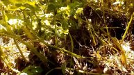 Сеновал#Какие дикие грядки#обзор)