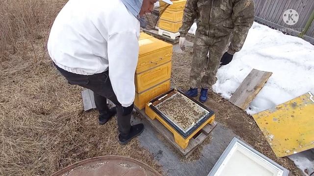 Замена доньев на ппу ульях после зимовки Хабаровский край 12.04.2022