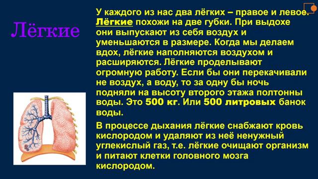 Видеоурок на тему ,,Строение тела человека" 3 класс