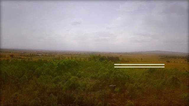 Kantafu Trees