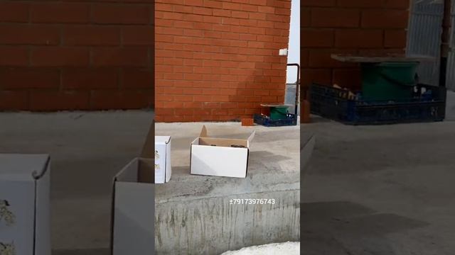 Согласование террасной доски ДПК на Крыльцо_Балкон, Замер.mp4
