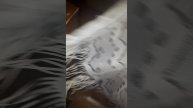 А ТЕМ ВРЕМЕНЕМ, ХОЛОДНЫМ, ДОЖДЛИВЫМ ДНЕМ....