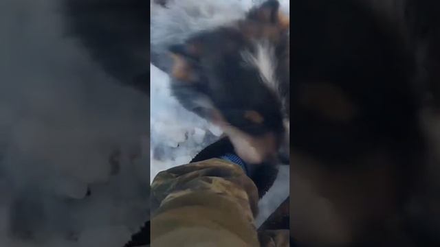 Новое видео на канале #коровы #бездеревнинемогу #деревня #козы