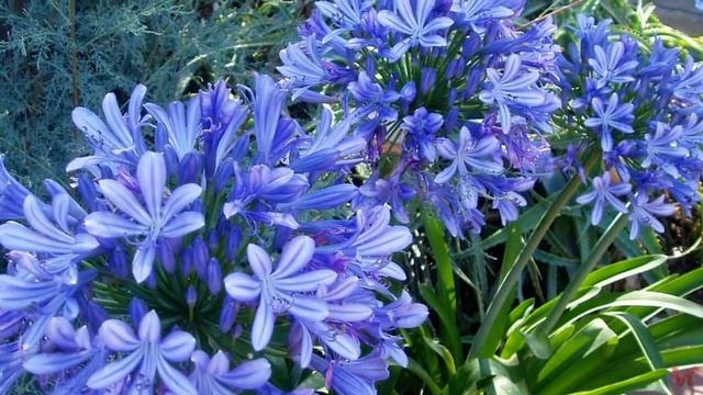 Агапантус Agapanthus