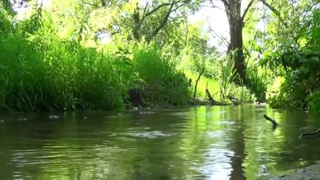 Ручей в Лесу