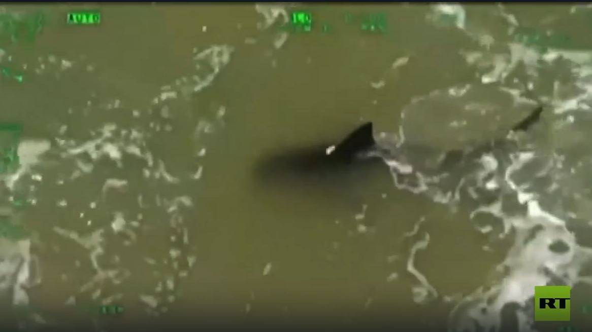 رصد سمكة قرش قرب أحد شواطئ تكساس الأمريكية بعد هجومها على مصطافين
