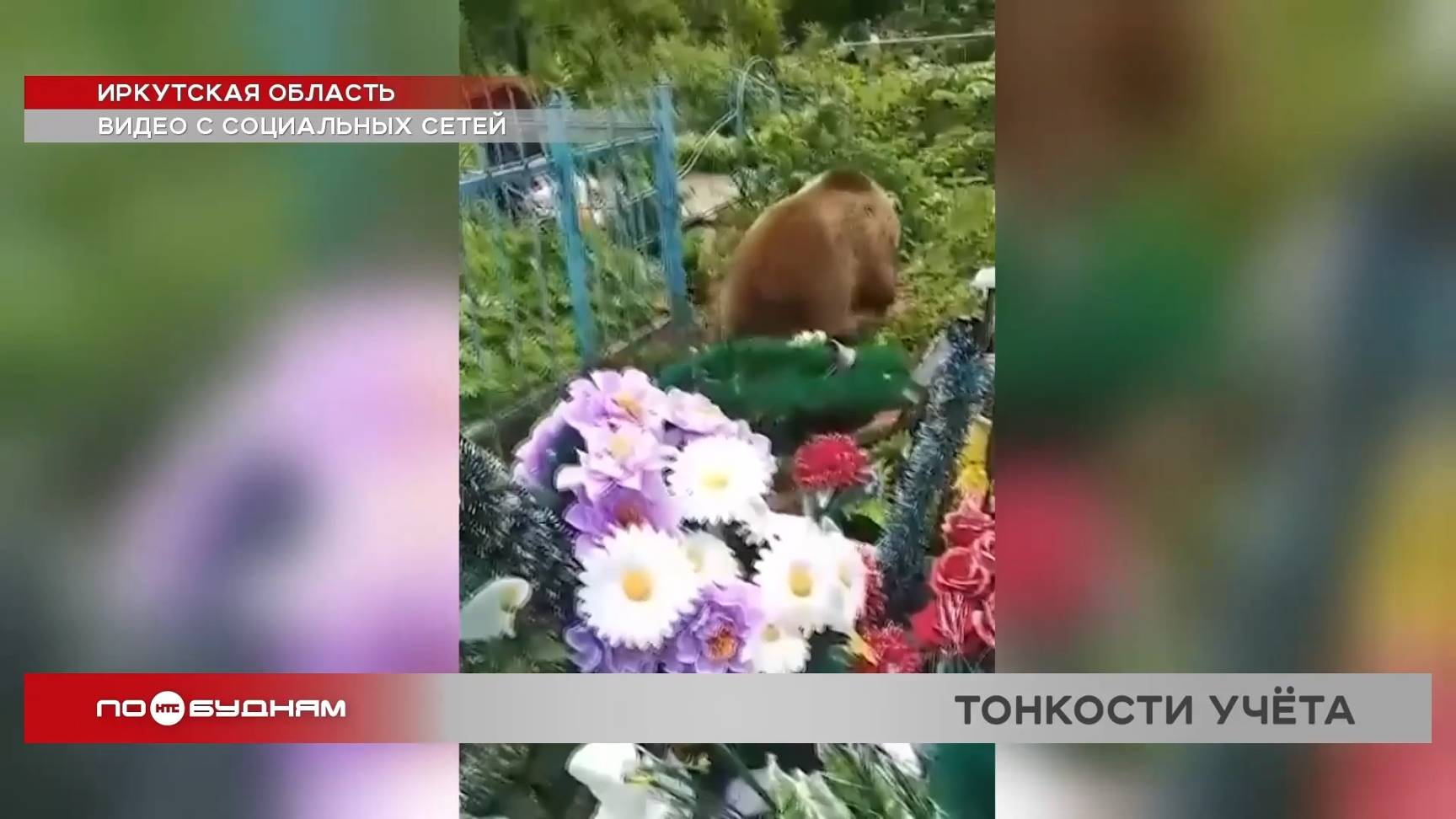 Медвежий бум, или Хищники активно осваивают окрестности городов и посёлков Иркутской области