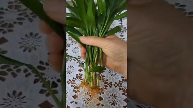 Хитрый способ нарастить корни🌳