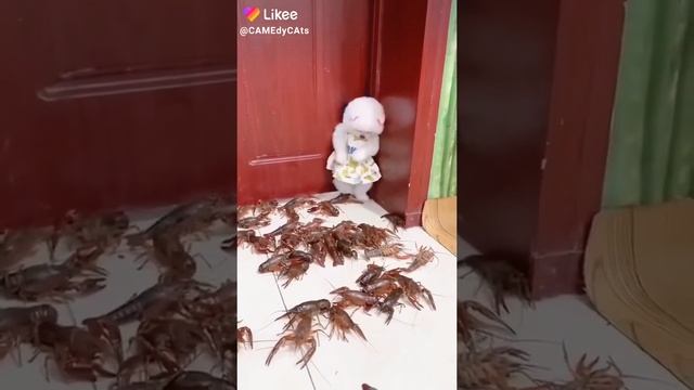 бедная издевалова над собакой
