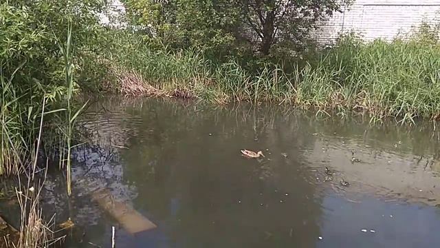 кормление уток с утятами у железной дроги Рыбинск Feeding ducks with bread in Rybinsk