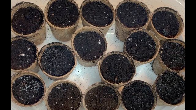 PETUNIA | Germination of Petunia Seeds | Dollar Tree Seeds 2021