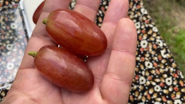 Виноград ЮЛИАН. 2022