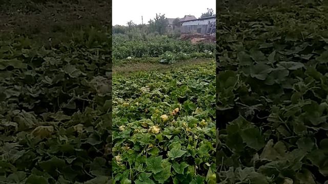 Огурцы на винограде, а персики растут в Белгородской области?