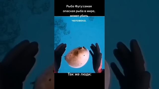 рыба фугу #ЮМОР