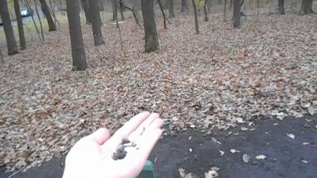 На прогулке кормили с рук синичек