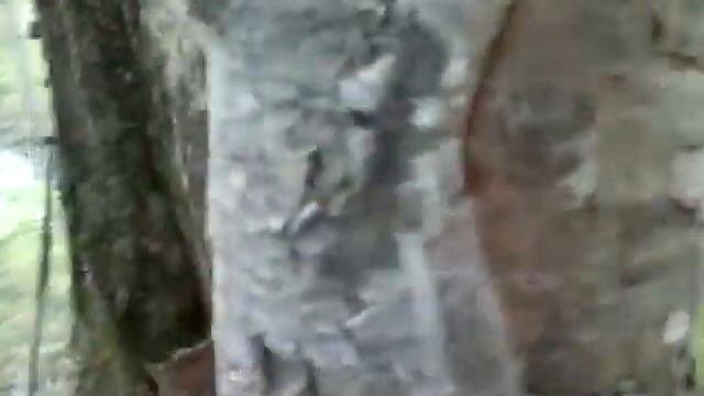 Деревья тоже чпокаются: