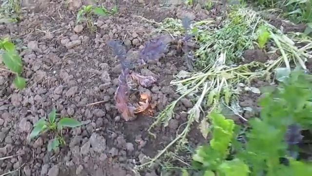 Листовая капуста кале кейл