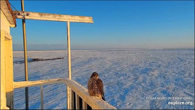 Кречет(Gyrfalcon) греется возле стены помещения
