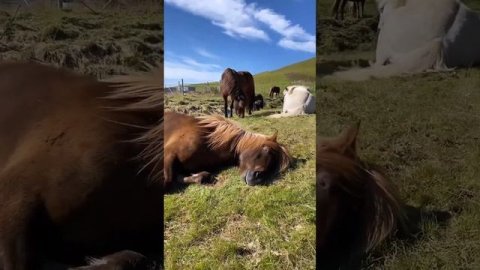 Глубокий сон на лугу.