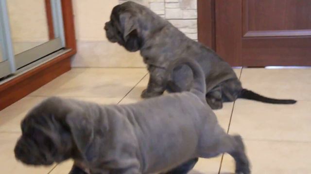 Anvirе Leonardo, male, 2 months. Sale.