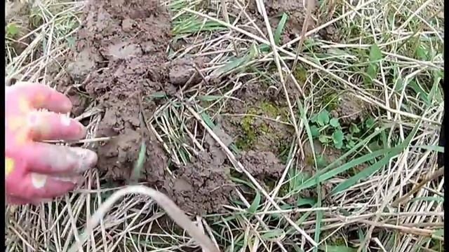 Складень, серебряный кулон и огромные кабаны.