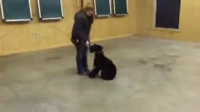 Giant Schnauzer "Legend" 9 Months Old Obedience Trained Dog For Sale