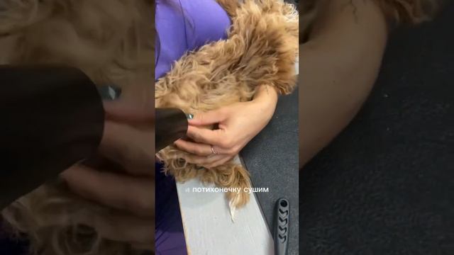 Полезная информация о первом груминге #viral #animal #doglover #собака #dog #happy #pet #cat #puppy