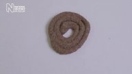 Lugworm poos and the secrets they hold | Natural History Museum